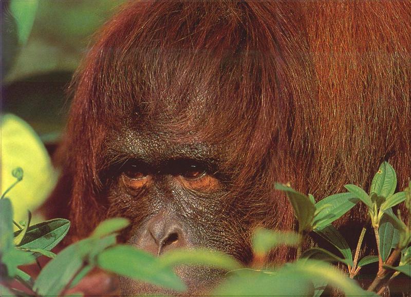 Phoenix Rising Jungle Book 039 - Orangutan face; DISPLAY FULL IMAGE.
