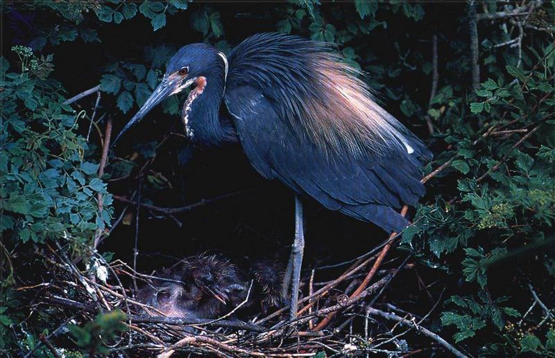 Phoenix Rising Jungle Book 051 - Tricolored Herons mom nursing chicks on nest; DISPLAY FULL IMAGE.