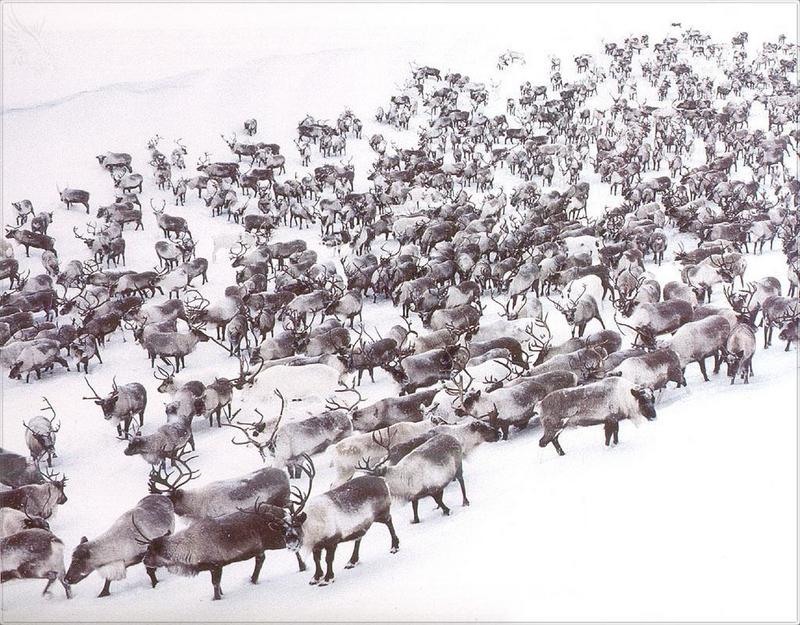 Phoenix Rising Jungle Book 053 - Reindeer herd on snow; DISPLAY FULL IMAGE.