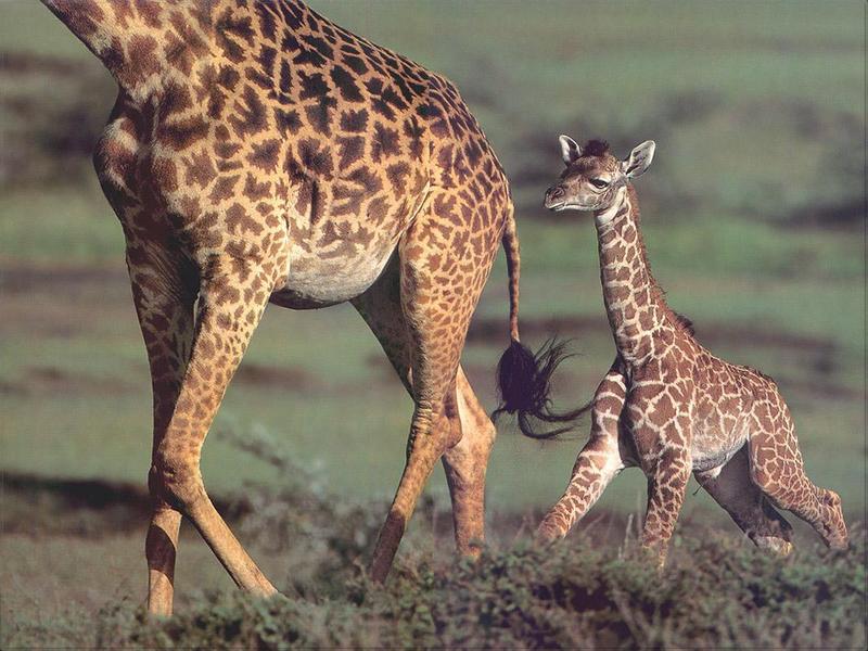 Phoenix Rising Jungle Book 056 - Giraffes mom and calf; DISPLAY FULL IMAGE.