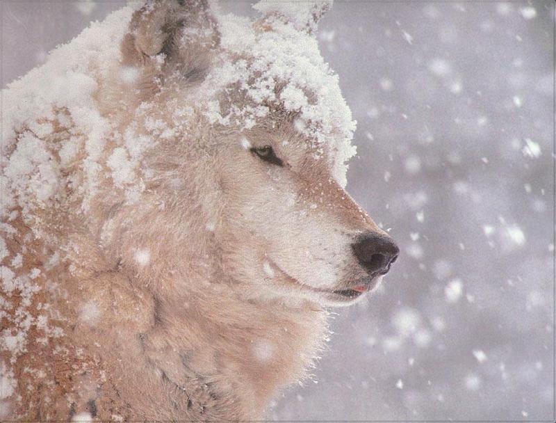 Phoenix Rising Jungle Book 062 - Grey Wolf face with snow; DISPLAY FULL IMAGE.