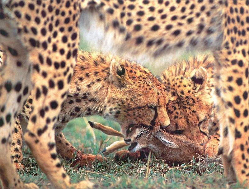Phoenix Rising Jungle Book 065 - Cheetahs & Thomson Gazelle; DISPLAY FULL IMAGE.