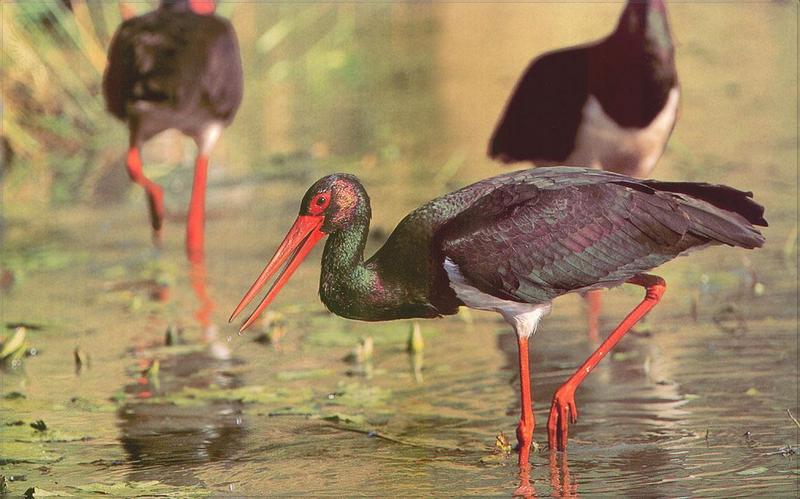 Phoenix Rising Jungle Book 070 - Black Storks {!--먹황새-->; DISPLAY FULL IMAGE.