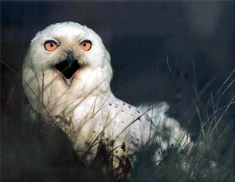 Phoenix Rising Jungle Book 078 - Snowy Owl; DISPLAY FULL IMAGE.