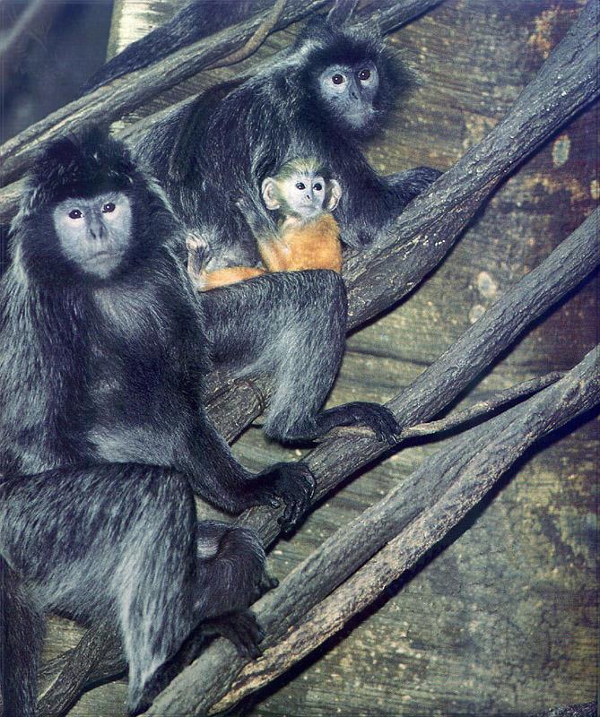 Phoenix Rising Jungle Book 086 - Silver Langur monkeys; Image ONLY