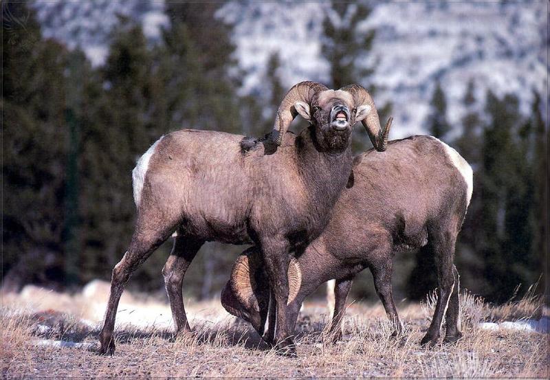Phoenix Rising Jungle Book 094 - Bighorn Sheep; DISPLAY FULL IMAGE.