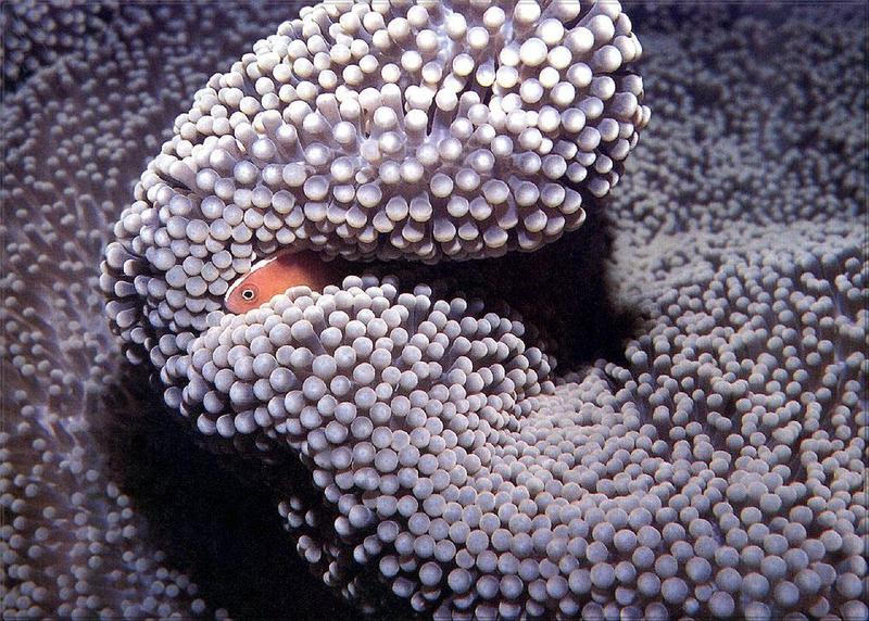 Phoenix Rising Jungle Book 108 - Pink Skunk Clownfish (Amphiprion perideraion) {!--분홍동가리-->; DISPLAY FULL IMAGE.