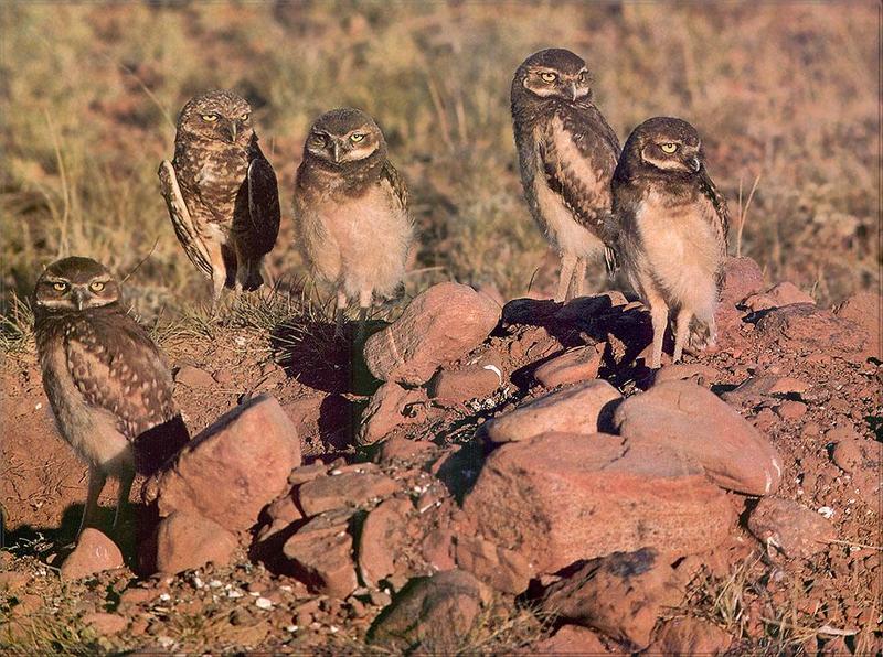 Phoenix Rising Jungle Book 110 - Burrowing Owl family; DISPLAY FULL IMAGE.