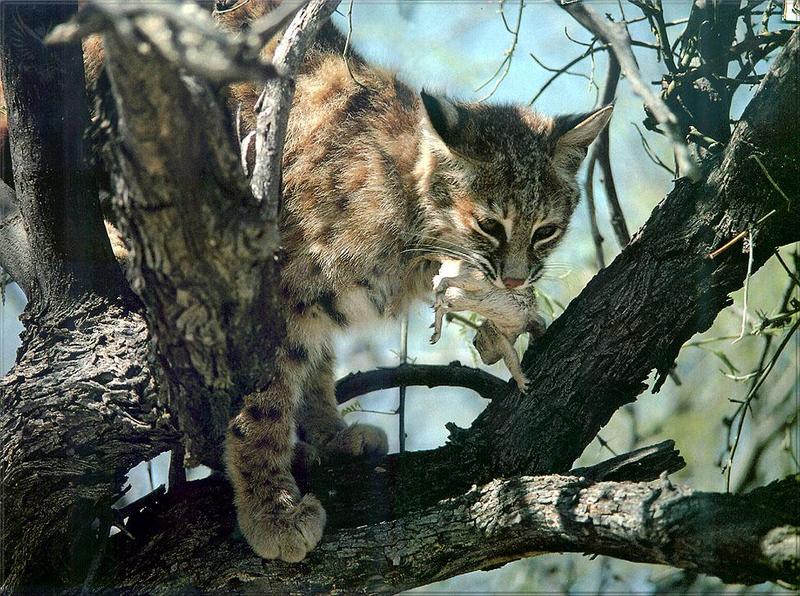 Phoenix Rising Jungle Book 114 - Bobcat caught prairiedog; DISPLAY FULL IMAGE.