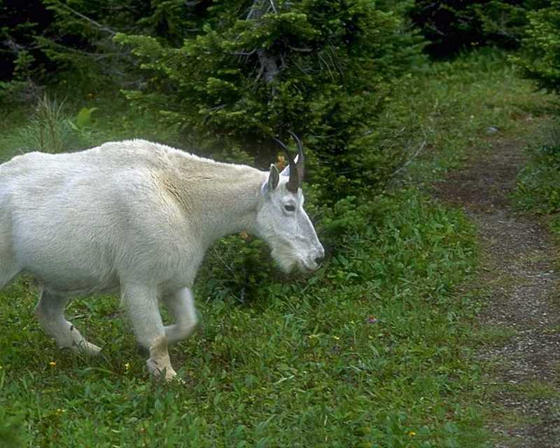 (white) Rocky Mountain Goat; DISPLAY FULL IMAGE.