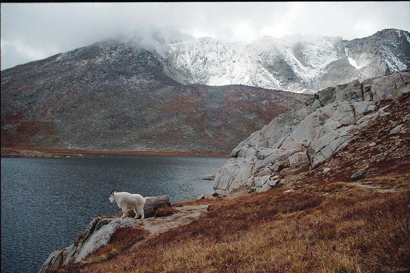 Rocky Mountain Goat (Summit Lake); DISPLAY FULL IMAGE.