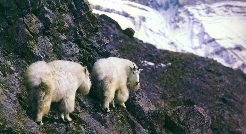 Rocky Mountain Goats; DISPLAY FULL IMAGE.