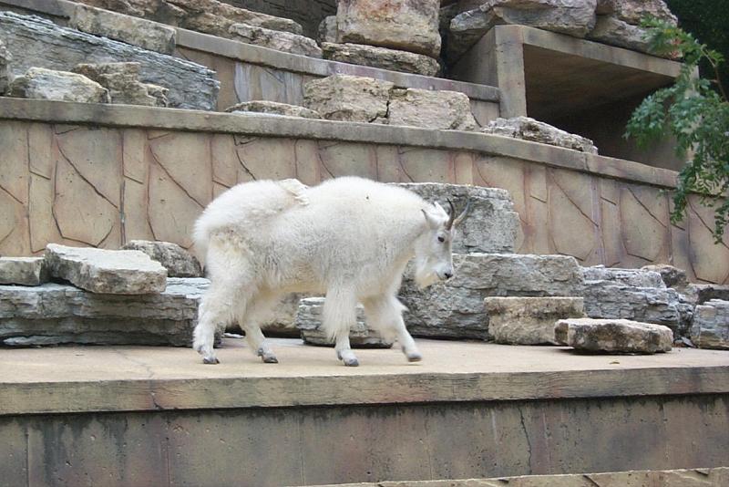 Rocky Mountain Goat; DISPLAY FULL IMAGE.