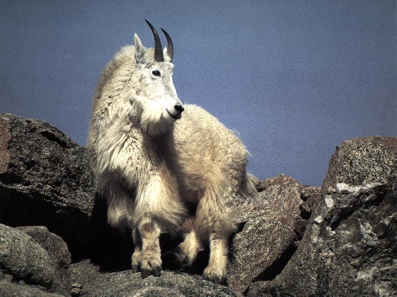 Rocky Mountain Goat; DISPLAY FULL IMAGE.