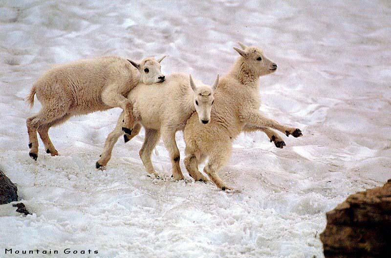 Rocky Mountain Goat lambs; DISPLAY FULL IMAGE.