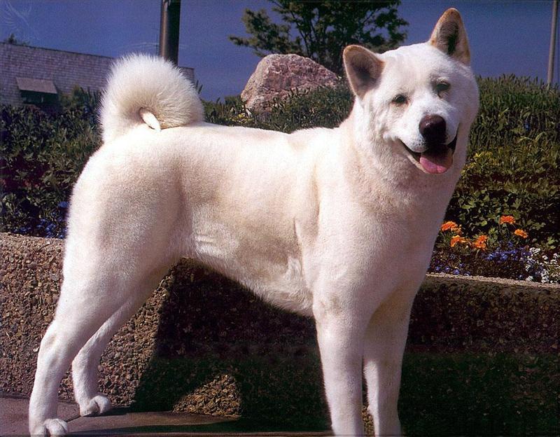 Phoenix Rising Jungle Book 126 - Akita (Japanese dog breed); DISPLAY FULL IMAGE.