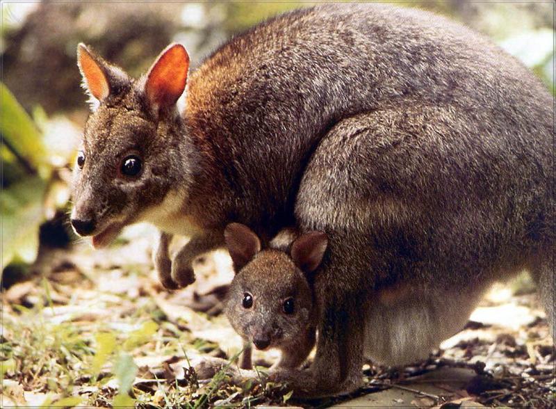 Phoenix Rising Jungle Book 132 - Red-necked Pademelon (mom and baby); DISPLAY FULL IMAGE.