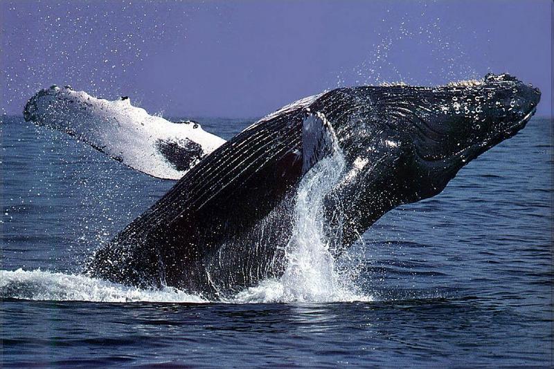 Phoenix Rising Jungle Book 134 - Humpback Whale; DISPLAY FULL IMAGE.