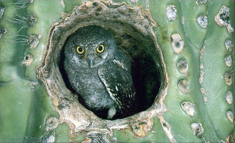 Phoenix Rising Jungle Book 144 - Elf Owl in cactus nest; DISPLAY FULL IMAGE.