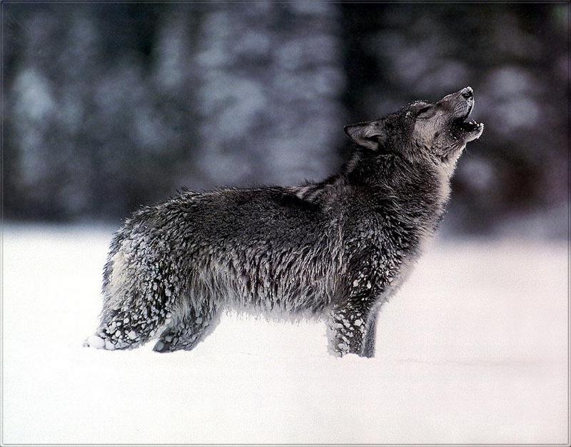 Phoenix Rising Jungle Book 158 - Gray Wolf howling; DISPLAY FULL IMAGE.