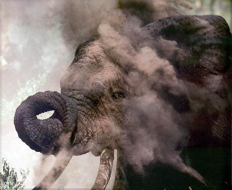 Phoenix Rising Jungle Book 160 - African Elephant juvenile; DISPLAY FULL IMAGE.