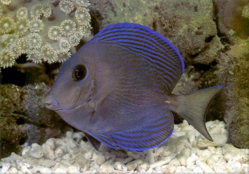 Phoenix Rising Jungle Book 168 - Atlantic Blue Tang (Acanthurus coeruleus); DISPLAY FULL IMAGE.