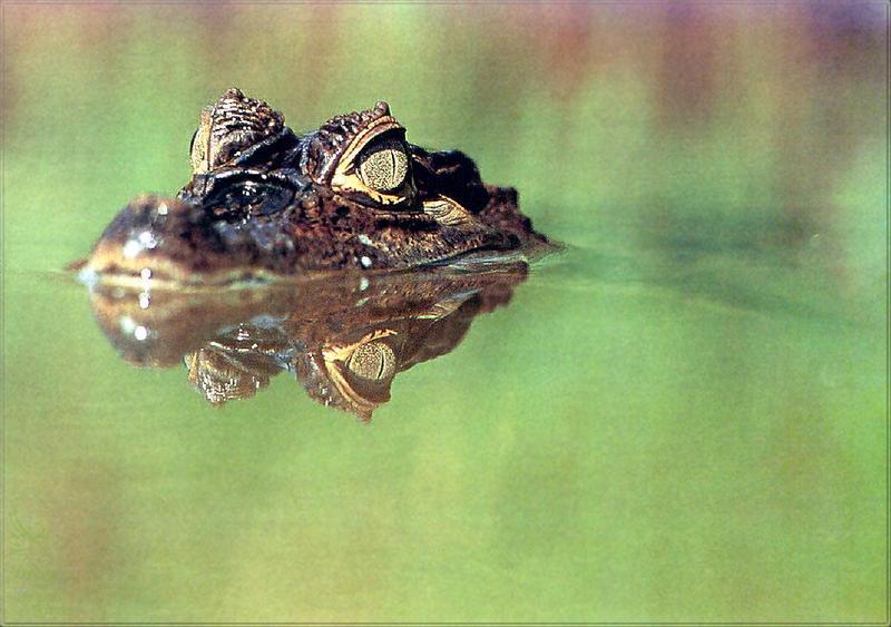 Phoenix Rising Jungle Book 227 - Spectacled Caiman (Caiman crocodilus); DISPLAY FULL IMAGE.