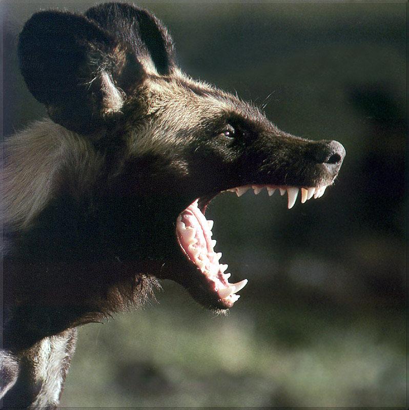 Phoenix Rising Jungle Book 229 - African Wild Dog; DISPLAY FULL IMAGE.
