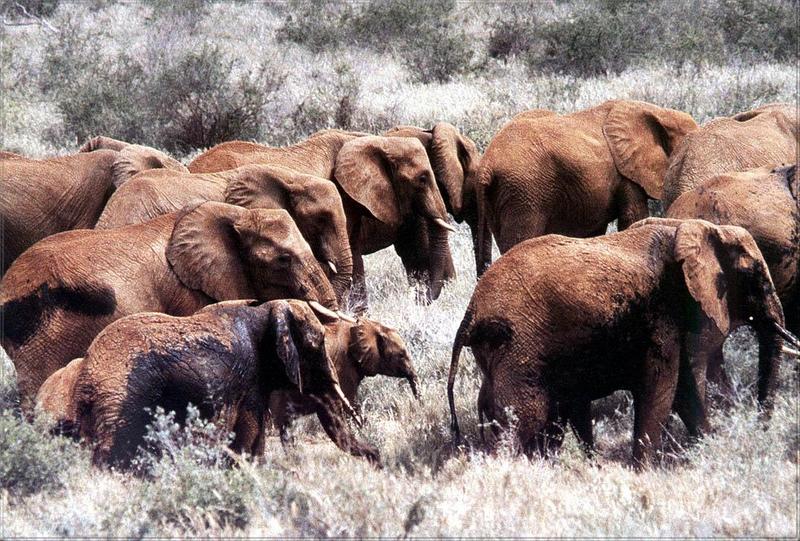 Phoenix Rising Jungle Book 236 - African Elephant herd in migration; DISPLAY FULL IMAGE.