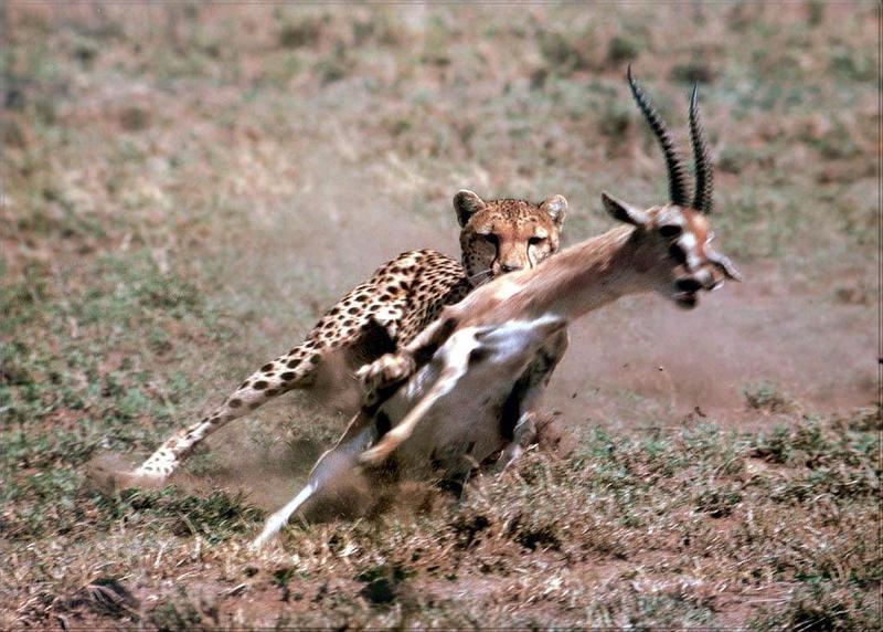 Phoenix Rising Jungle Book 240 - Cheetah hunts Thomson Gazelle; DISPLAY FULL IMAGE.