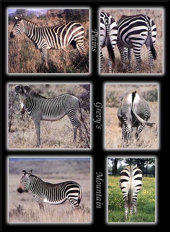 different zebra sounds