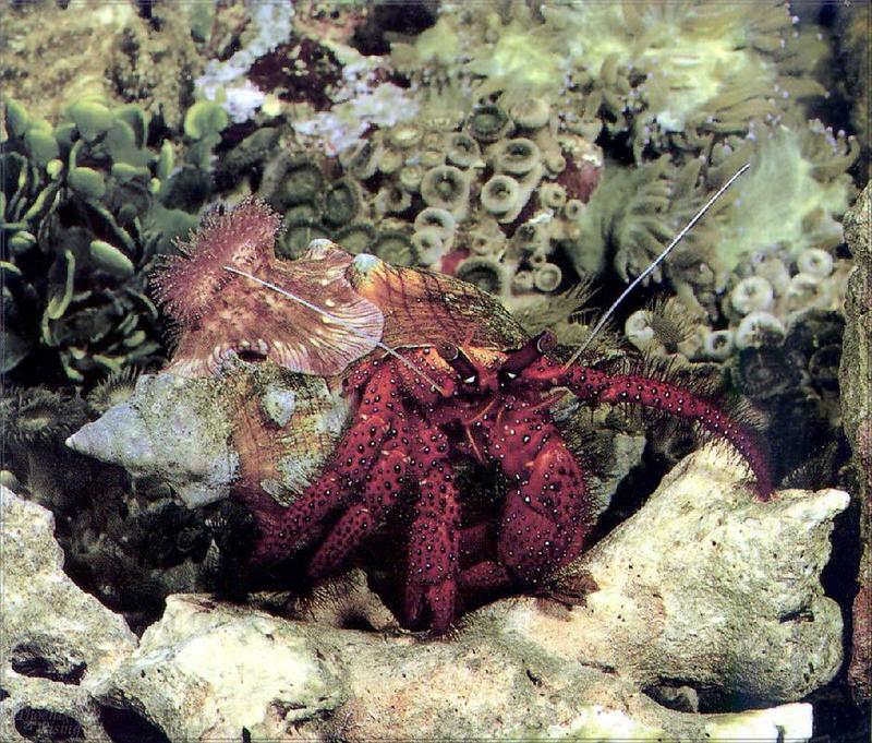 Phoenix Rising Jungle Book 260 - Red Hermit Crab (Dardanus megistos); DISPLAY FULL IMAGE.