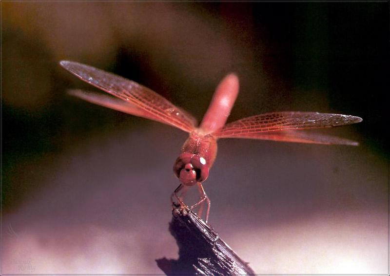 Phoenix Rising Jungle Book 283 - Dragonfly; DISPLAY FULL IMAGE.