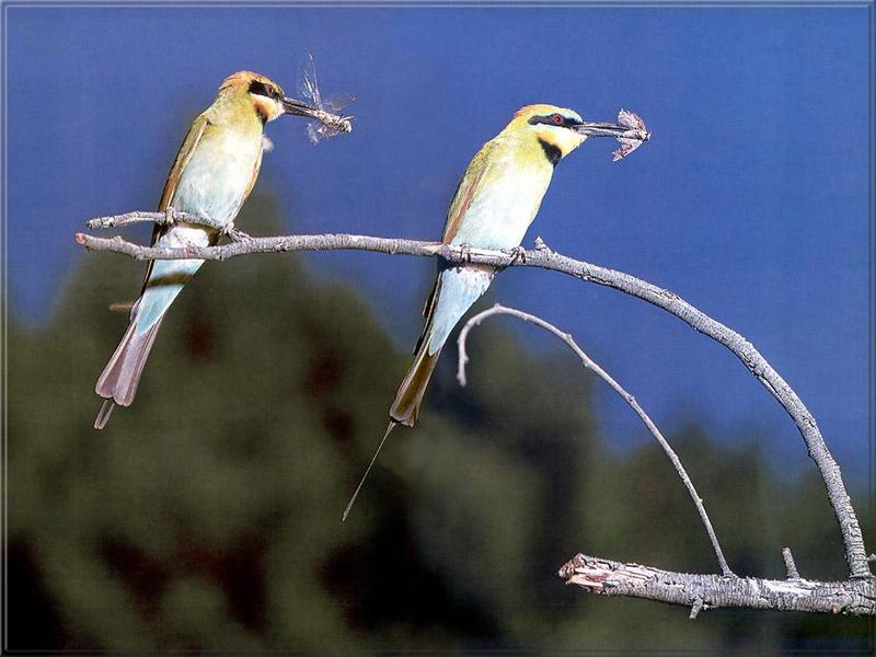 Phoenix Rising Jungle Book 289 - Rainbow Bee-eater pair; DISPLAY FULL IMAGE.