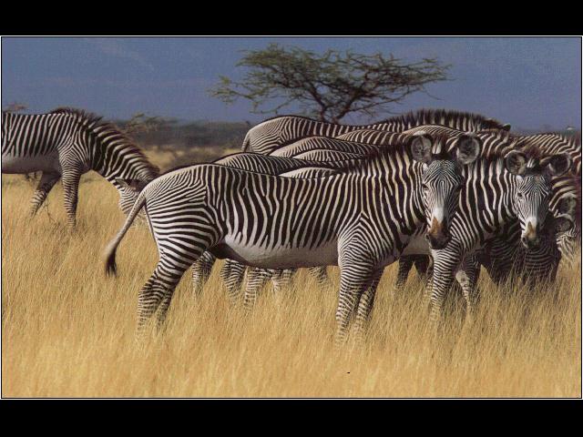 Grevy's Zebras (herd); Image ONLY