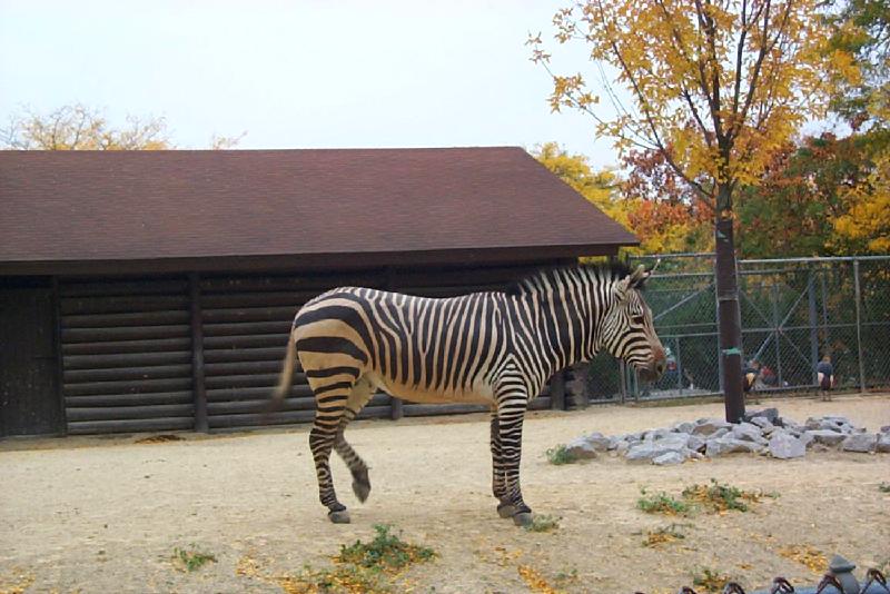Zebra {!-- 얼룩말 -->; DISPLAY FULL IMAGE.