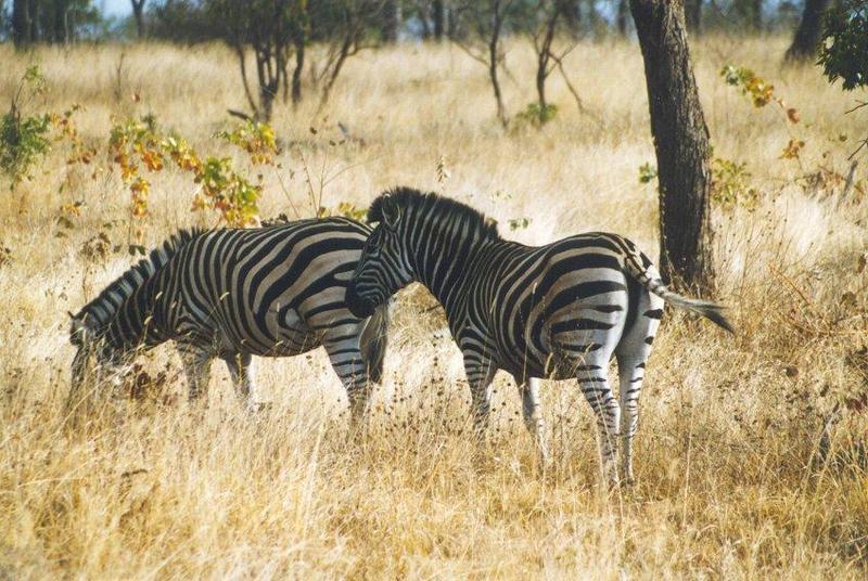 Zebra pair {!-- 얼룩말 -->; DISPLAY FULL IMAGE.