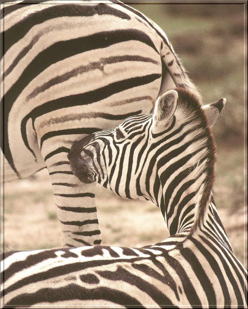 Plains Zebra {!-- 초원얼룩말 -->; DISPLAY FULL IMAGE.