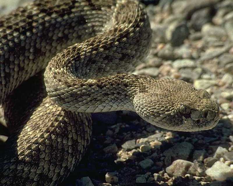 Rattlesnake {!--방울뱀-->; DISPLAY FULL IMAGE.