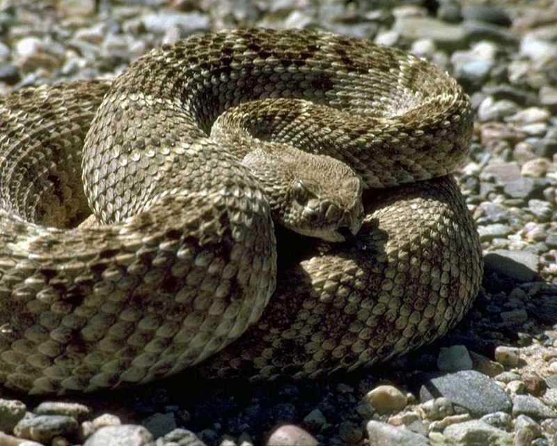 Rattlesnake {!--방울뱀-->; DISPLAY FULL IMAGE.