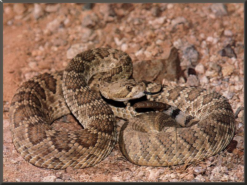 Mojave Rattlesnake {!--모하비 방울뱀-->; DISPLAY FULL IMAGE.