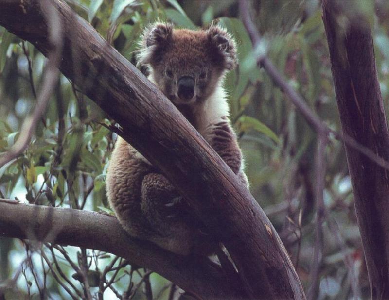 Koala In A Tree Photo Philip Green {!-- 코알라 -->; DISPLAY FULL IMAGE.