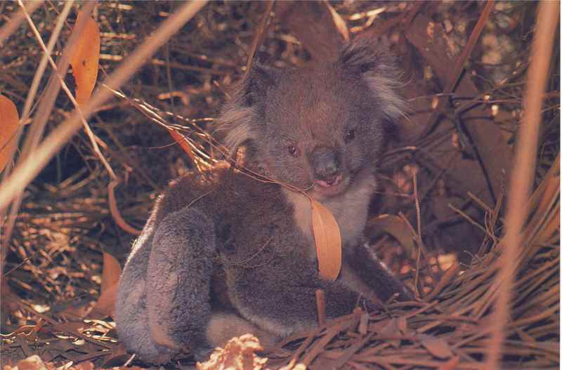 Koala Photo Colin Beard {!-- 코알라 -->; DISPLAY FULL IMAGE.