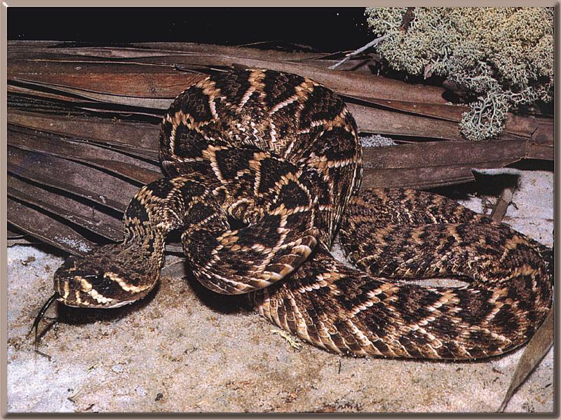 Eastern Diamondback Rattlesnake {!-- 동부다이아몬드방울뱀 -->; DISPLAY FULL IMAGE.
