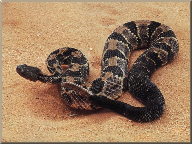 Timber Rattlesnake {!-- 검정방울뱀 -->; DISPLAY FULL IMAGE.