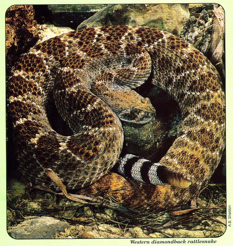 Arkansas Wildlife Summer 1998 - Western Diamondback Rattler {!-- 서부다이아몬드방울뱀 -->; DISPLAY FULL IMAGE.
