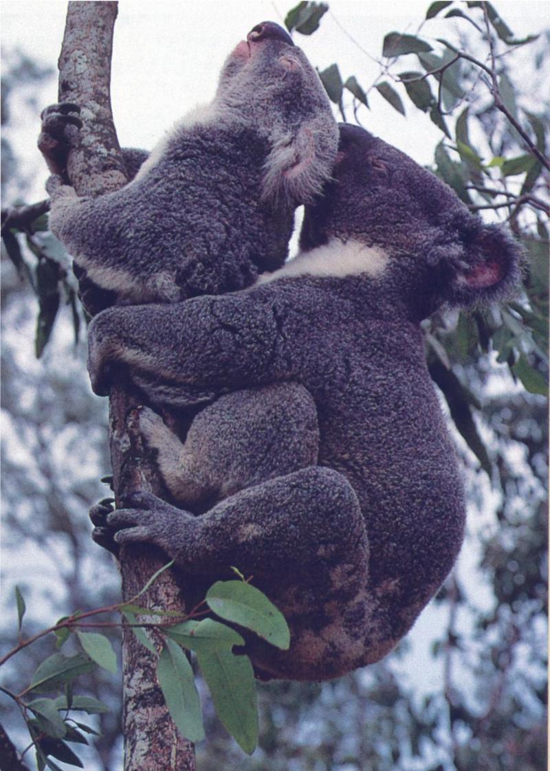 Male Female Koalas Photo Jim Frazier mating DISPLAY 