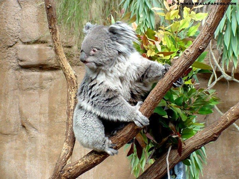 Koala {!-- 코알라 -->; DISPLAY FULL IMAGE.