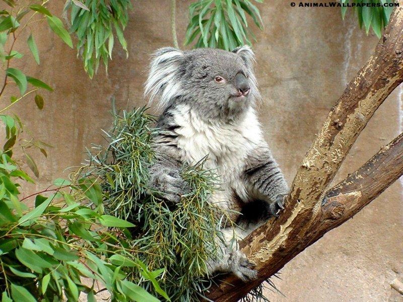Koala {!-- 코알라 -->; DISPLAY FULL IMAGE.