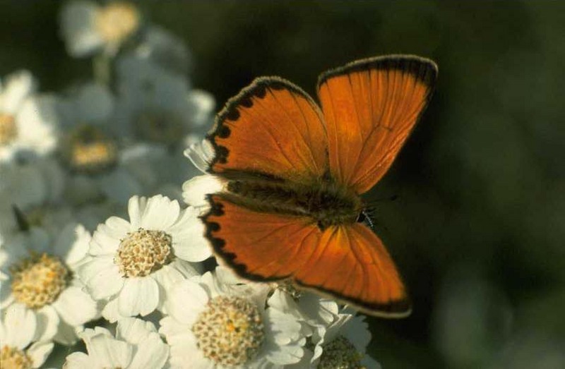 Copper butterfly {!-- 부전나비의 일종 -->; DISPLAY FULL IMAGE.